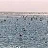 Fenicotteri a Walvis Bay NAMIBIA 