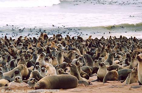 Otarie a Cape Cross