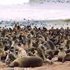 Otarie a Cape Cross NAMIBIA 
