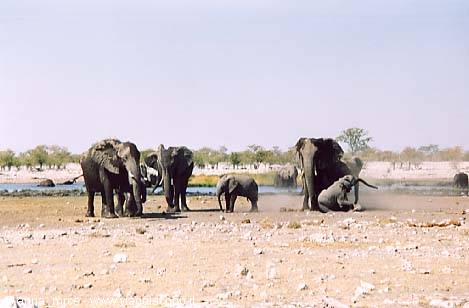 Elefanti nell'Etosha National Park
