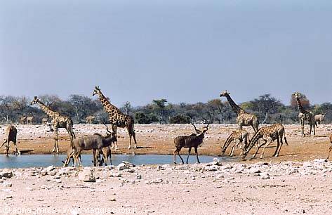 ffe, Kudu, etc. nell'Etosha National Park