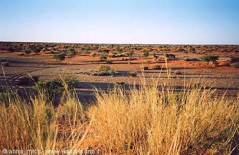 Deserto del Kalahari