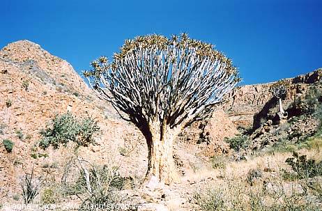 Albero Faretra lungo il percorso del Waterkloof Trail (Naukluft Mountain)