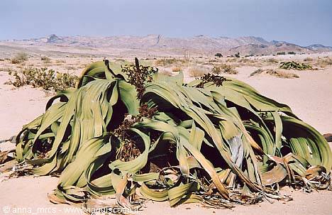 Welwitschia Mirabiles