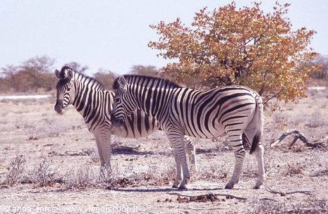 Zebre all'Etosha National Park