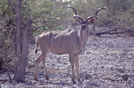Kudu all'Etosha National Park