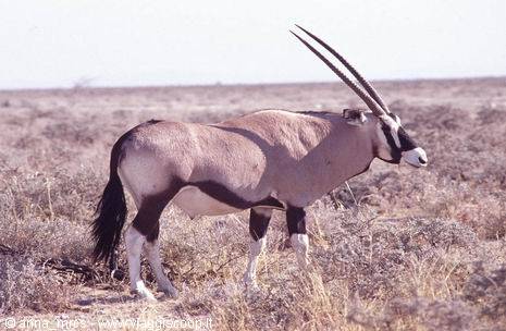 Orice all'Etosha National Park