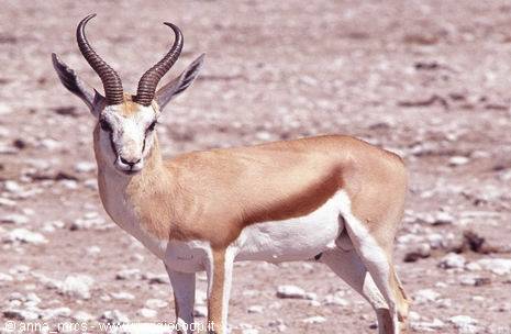 Springbock (antilope saltante) all'Etosha National Park