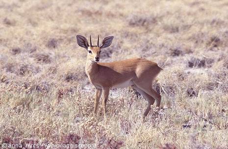 Stenbock all'Etosha National Park