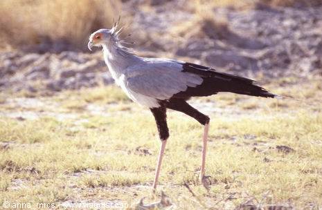 Serpentario all'Etosha National park nei pressi di Namutoni