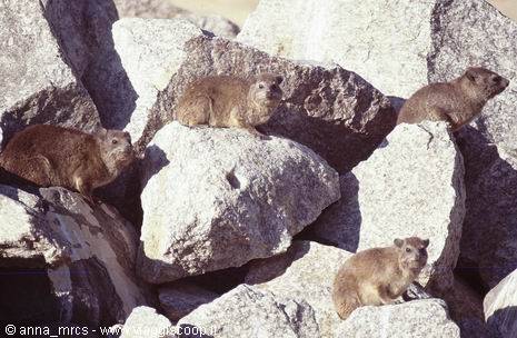 Proravie nei pressi di Ai-Ais (Fish-River-Canyon National Park)