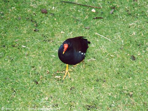 Esemplare di Gallinella