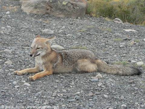 Volpe Patagonica