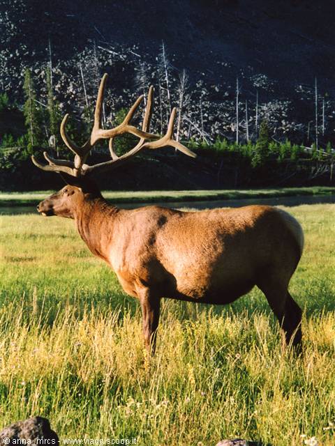 Wapiti