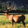 Wapiti STATI UNITI D'AMERICA 
