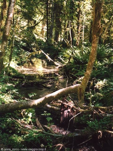 Hot Rain Forest (Olympic NP - WA)