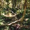 Hot Rain Forest (Olympic NP - WA) STATI UNITI D'AMERICA 