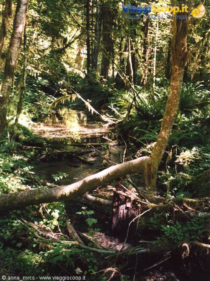 Hot Rain Forest (Olympic NP - WA)