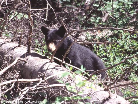 Orso Bruno