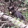 Orso Bruno STATI UNITI D'AMERICA 