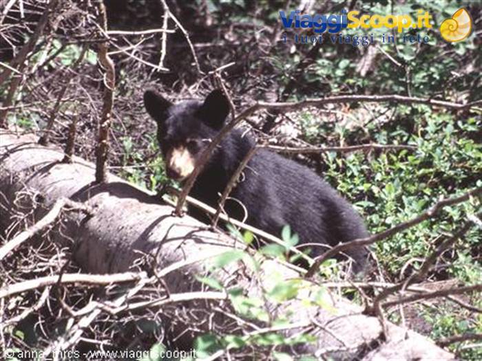 Orso Bruno