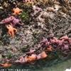 Second Beach (Olympic NP - WA) STATI UNITI D'AMERICA 