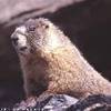 Marmotta STATI UNITI D'AMERICA 