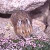 Pika STATI UNITI D'AMERICA 