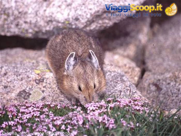 Pika