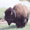 Bisonte STATI UNITI D'AMERICA 