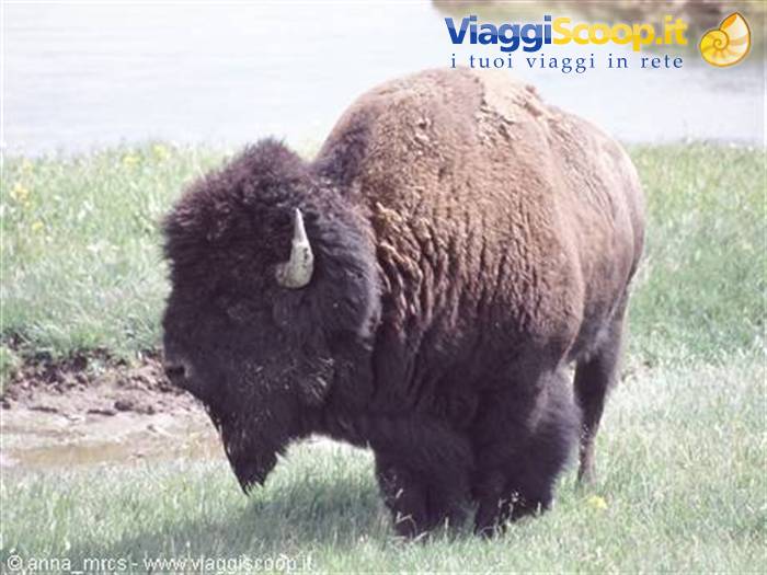 Bisonte