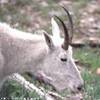 Mountain Goat STATI UNITI D'AMERICA 