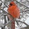 Northern cardinal -Central Park STATI UNITI D'AMERICA 