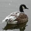 Canada goose -Central Park STATI UNITI D'AMERICA 