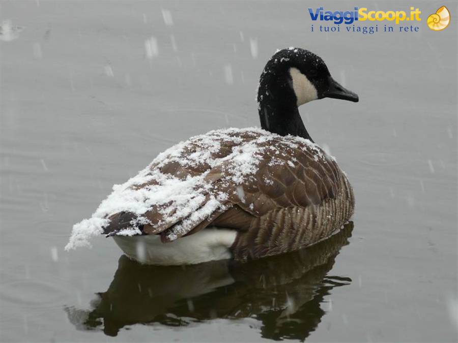 Canada goose -Central Park