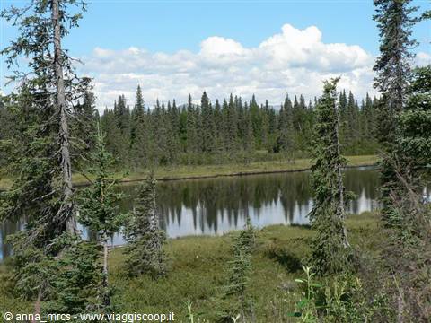 Lungo la Parks Highway verso il Denali National Park