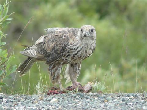 Girfalco
