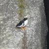 Pulcinella di Mare - Kenai Fjord National Park STATI UNITI D'AMERICA 