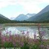 Kenai Peninsula - lungo la Sterling Highway STATI UNITI D'AMERICA 