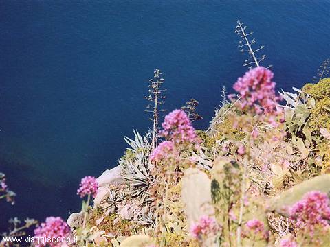 il mare di Corniglia