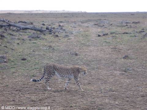 Ghepardo del Masai mara