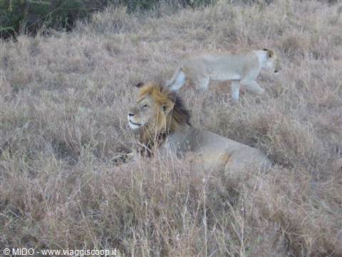 Leone e Leonessa del Masai Mara