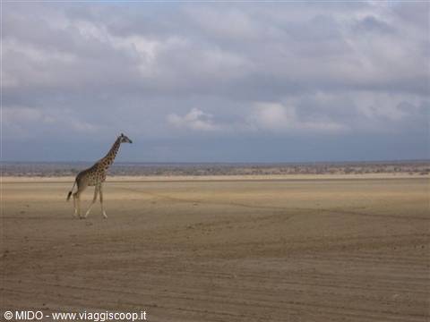 Giraffa al Masai mara