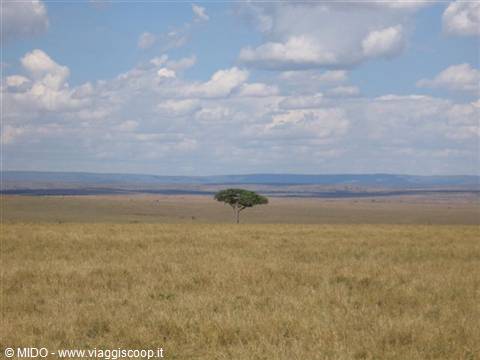 Paesaggio Parco Masai Mara