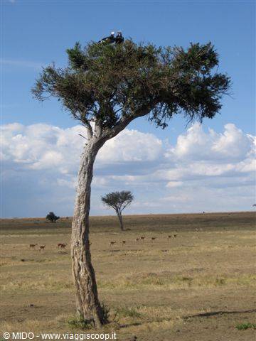 Alberi al Masai Mara