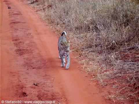Leopardo