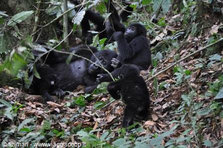 Tra i gorilla di montagna Bwindi NP