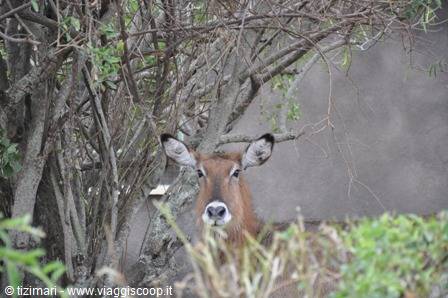 waterbuck queen elisabeth NP