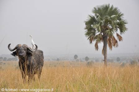 Murchison falls NP
