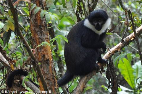 Foresta della Nyungwe, la scimmia di montagna